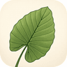 Alocasia Coach
